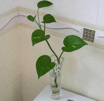 廁所要放什麼植物 空棺煞症狀